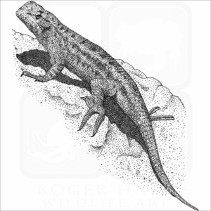 Western Fence Lizard