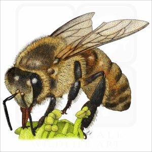 Western Honey Bee illustration