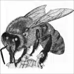 Western Honey Bee