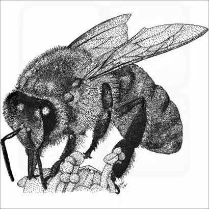 Western Honey Bee