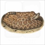 Western Massasauga illustration