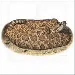 Western Massasauga illustration