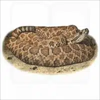 Western Massasauga illustration