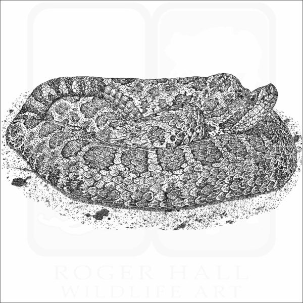 Western Massasauga