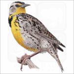 Western Meadowlark illustration