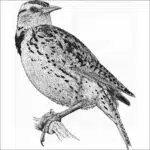 Western Meadowlark