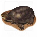 Western Pond Turtle illustration