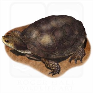 Western Pond Turtle illustration