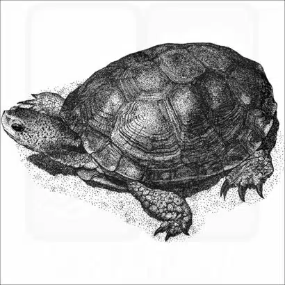 Western Pond Turtle