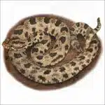 Western Pygmy Rattlesnake illustration