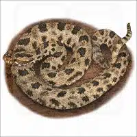 Western Pygmy Rattlesnake illustration