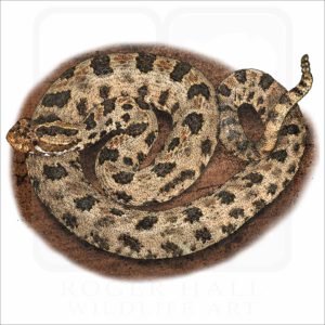Western Pygmy Rattlesnake illustration