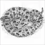Western Pygmy Rattlesnake