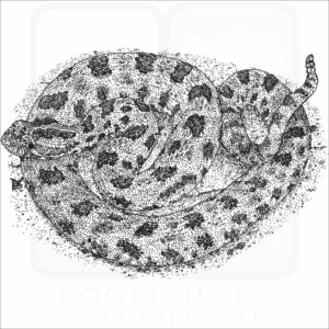 Western Pygmy Rattlesnake