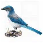 California Scrub Jay illustration