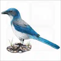 California Scrub Jay illustration
