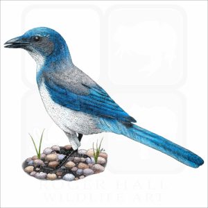 California Scrub Jay illustration