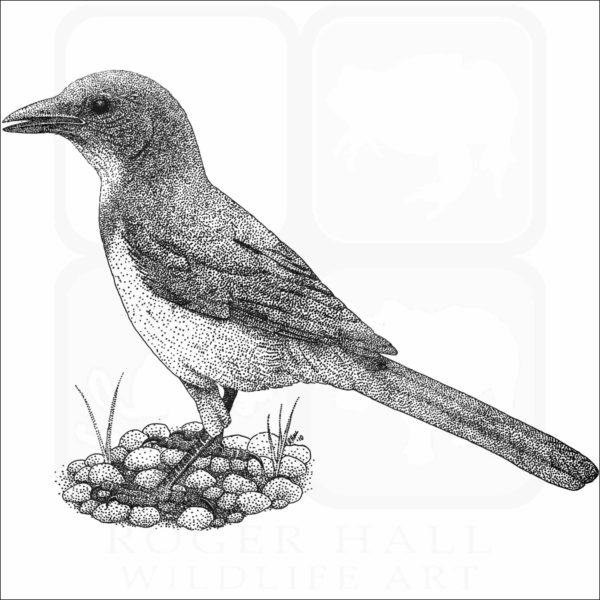 California Scrub Jay