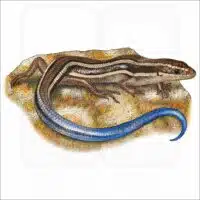 Western Skink illustration