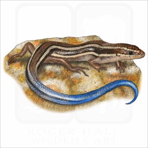 Western Skink illustration
