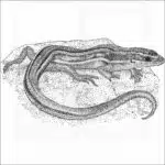 Western Skink