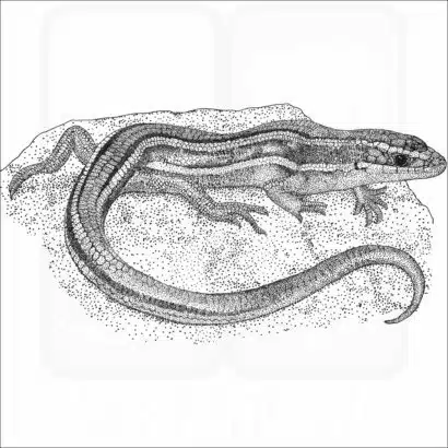 Western Skink