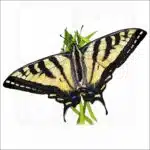Western Tiger Swallowtail Butterfly illustration