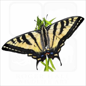 Western Tiger Swallowtail Butterfly illustration