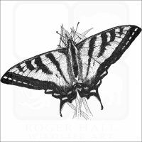 Western Tiger Swallowtail Butterfly