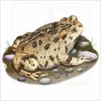Western Toad illustration