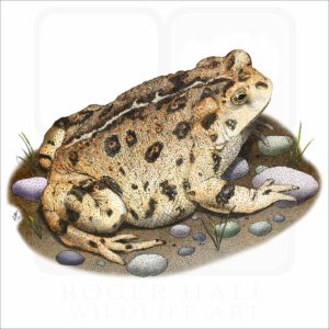 Western Toad illustration