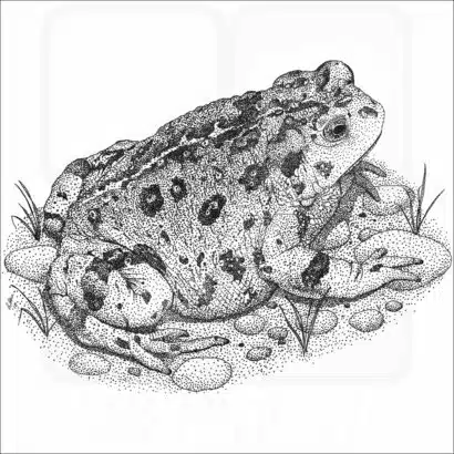 Western Toad