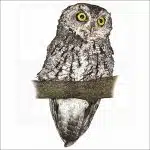 Whiskered Screech Owl illustration
