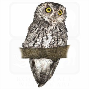 Whiskered Screech Owl illustration