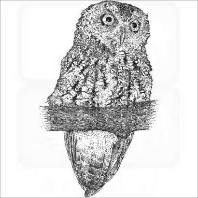 Whiskered Screech Owl