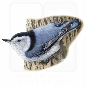 White-Breasted Nuthatch illustration