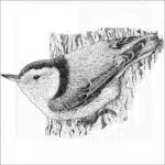White-Breasted Nuthatch