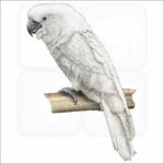 White Cockatoo illustration