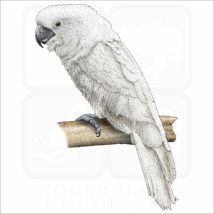 White Cockatoo illustration
