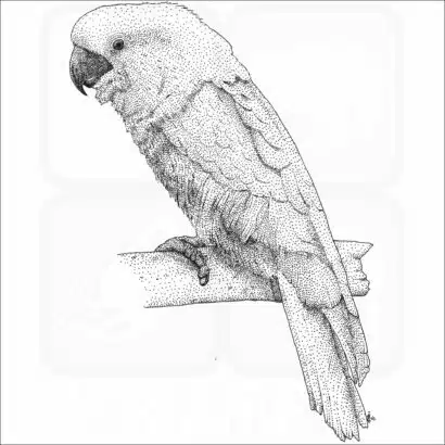 White Cockatoo