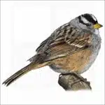 White-Crowned Sparrow illustration