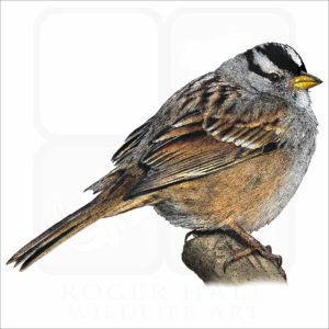 White-Crowned Sparrow illustration
