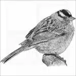 White-Crowned Sparrow
