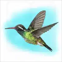 White-Eared Hummingbird illustration
