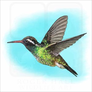 White-Eared Hummingbird illustration