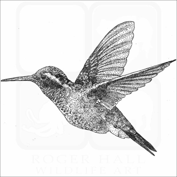 White-Eared Hummingbird