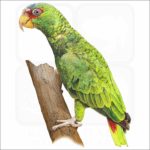 White-Fronted Amazon Parrot illustration