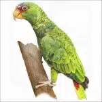 White-Fronted Amazon Parrot illustration