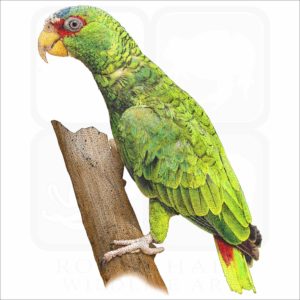 White-Fronted Amazon Parrot illustration