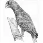 White-Fronted Amazon Parrot